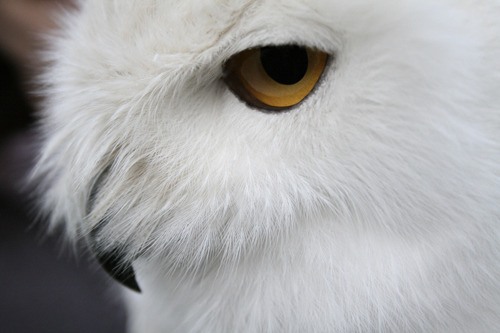 Archimedes — the adult male snowy owl at the Cascades Raptor Center in Eugene