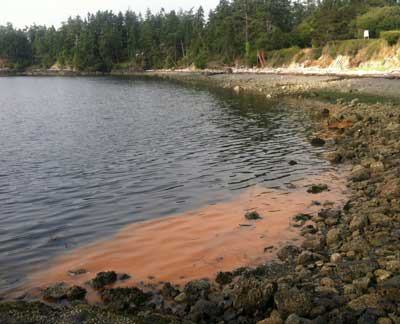 A pocket of copper-colored algae laps against the waterfront of San Juan Island's Griffin Bay.