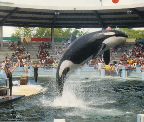 Lolita ... Salish Sea orca lives and performs at Miami Seaquarium. Islanders and whale advocates want to see her returned to her native waters.