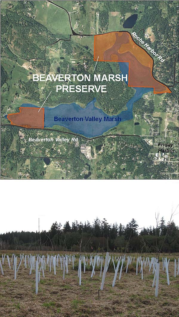 Islanders can help with the ongoing wetland restoration at Beaverton Valley Marsh this winter at a series of rain-or-shine interpretive and volunteer work days.