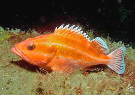 Rockfish will be off-limits in most of Puget Sound when Washington state's new recreational fishing rules take effect May 1. Federal officials today announced that three species of Puget Sound rockfish