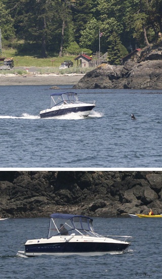 A naturalist with Prince of Whales reported taking these photos of a Bayliner that got too close to an orca May 24