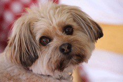 A shih tzu named 'Taffy' is among the many pets and animals cared for by the Friday Harbor Animal Protection Society.