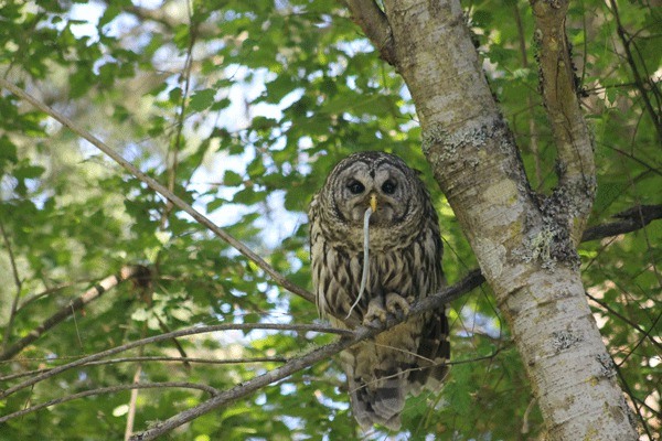 A barred owl snacks on a snake on the west side of San Juan Island