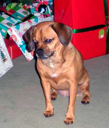 Keep a look out for 'Lucy'. She went missing near San Juan Island Golf and Country Club Jan. 23. The 8-year-old Beagle/Pug mix is blind
