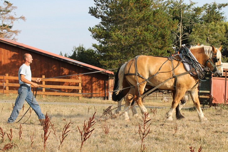 Greg Lange walks behind his two draft horses while training them at Talking Horse Farm