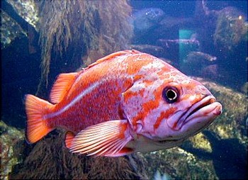 Rockfish: talk on trail of recovery