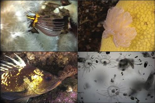 Images of creatures in the Salish Sea