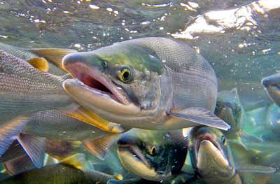 Regional salmon runs show signs of improvement
