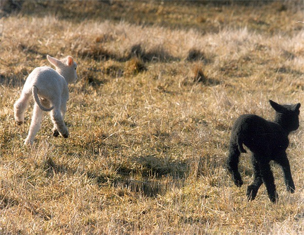 'Ewe want to race?' Mindy Hagen wrote the winning caption in the Journal's Daily Photo Caption contest for Aug. 21