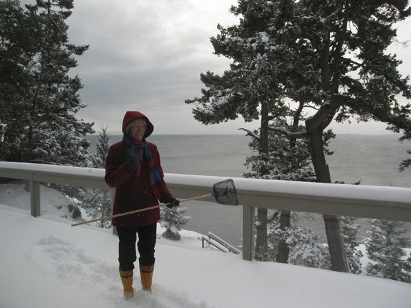 Karen Kratter uses a net to rescue 'downed' Northern Flickers from her snow covered deck