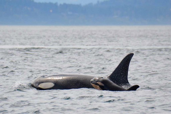 The newborn calf L122 with its mother