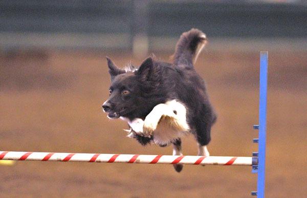Canaan competes in an agility trial. Anderson and Canaan work together throughout the courses