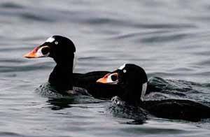 Sea ducks called Surf Scoters and Black Scoters.