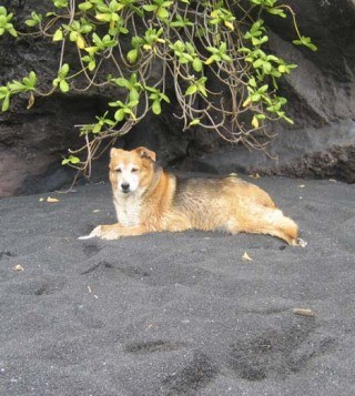 Huckleberry passed away in the loving care of her family