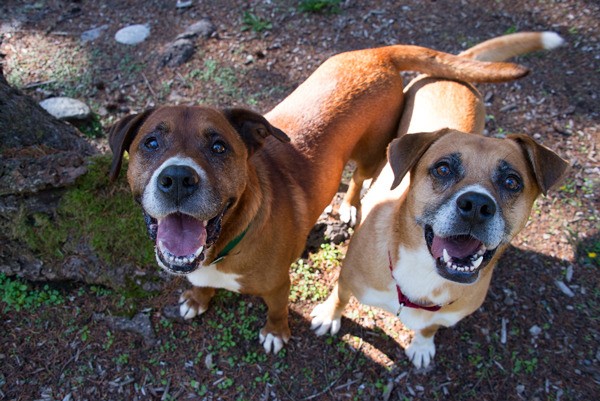 The Manning brothers Peyton and Eli