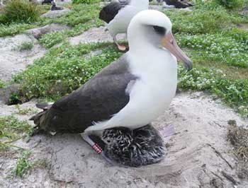 A Pacific Albatross keeps watch over a newborn chick.
