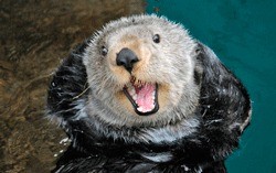 The Seattle Aquarium is home to four sea otters