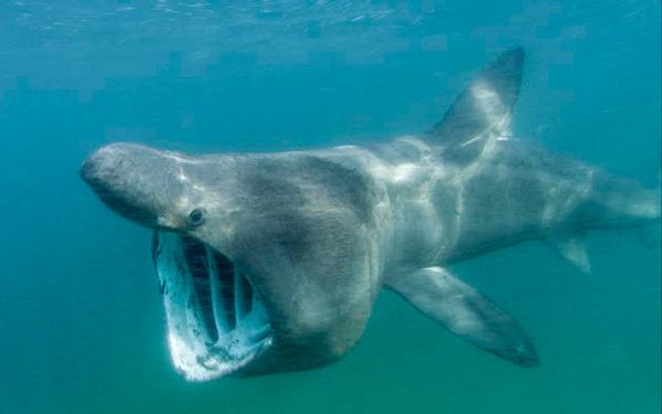 The basking shark looks intimidating