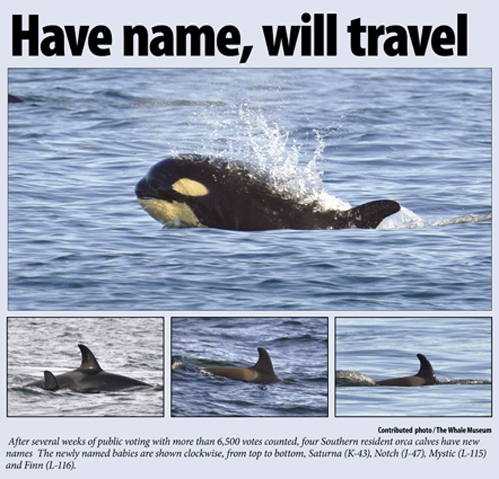 Four orca calves are finally named