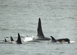 Ruffles and family are photographed off Lime Kiln in 2007. Whale advocates and researchers are concerned that the decibel level of sonar recorded April 7-8 could be harmful to the Southern residents orcas and other marine mammals.
