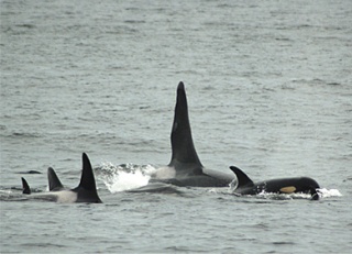Ruffles and family are photographed off Lime Kiln in 2007. Whale advocates and researchers are concerned that the decibel level of sonar recorded April 7-8 could be harmful to the Southern residents orcas and other marine mammals.