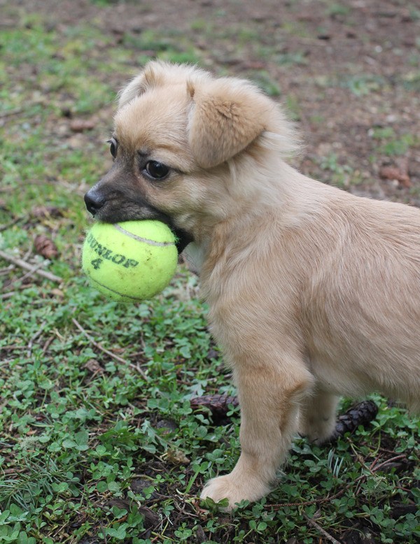 Elliott is awaiting adoption at Friday Harbor Animal Protection Society