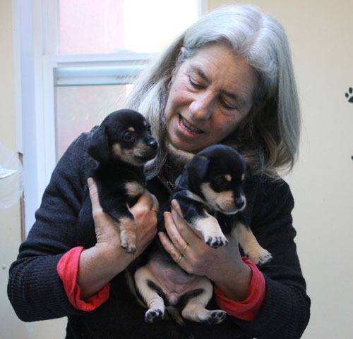 Anne DiGiovanni gets to know the new litter of puppies at Friday Harbor APS