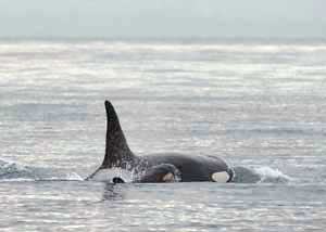 Newly named as Keta through The Whale Museum's public voting process