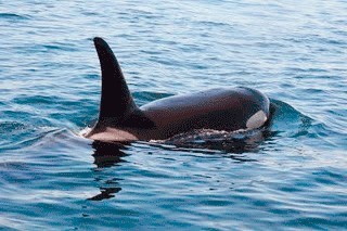 Biologists suspect L-90