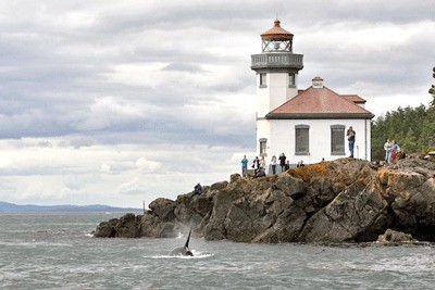 Visitors at San Juan Island's Lime Kiln State Park look on as a member of the J-pod ventures close to shore Wednesday.