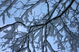 Snow sparkles on a tree limb at Cape San Juan. Snow today and Tuesday is expected to yield to rain Christmas Day and through the weekend.