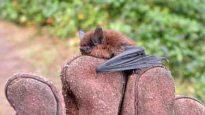 Results of a survey by Lopez-based Kwiaht reveal nine species of bats make their home in the San Juan Islands. Orcas Island has the lion's share of bats