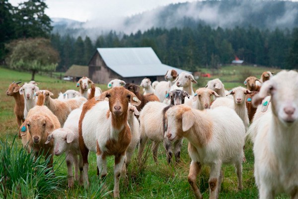 Read the special section Savor the San Juans from our Sept. 30 edition to learn more about local farm events.