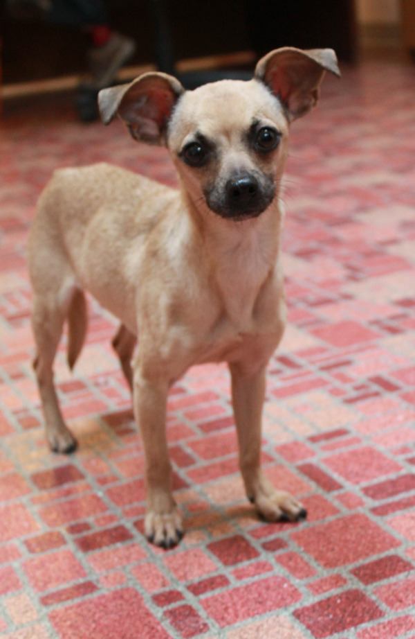 Betsy is available for adoption.