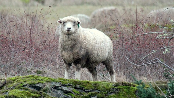 A sheep ponders the meaning of life.