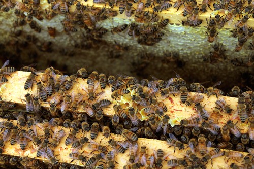 The art of beekeeping is not a casual sport