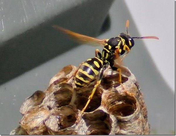A wasp perched on its nest