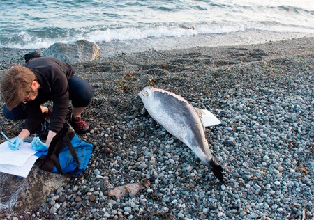 A Stranding Network volunteer takes notes on a harbor porpoise.