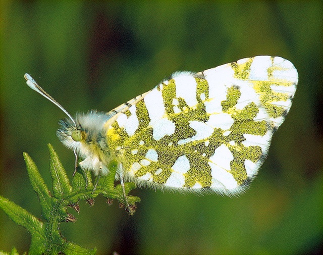 12-month finding on a petition to list the island marble butterfly