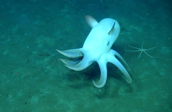 A dumbo octopus traverses the abyssal plain at Cascadia Basin