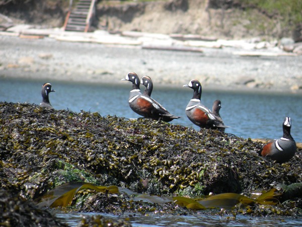 A cluster of Harlequin ducks stand on beds of fucus.