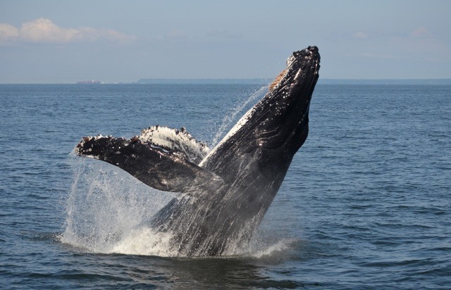 Humpback whale “Windy” breaches in the Strait of Georgia. Photo: Naturalist Tasli Shaw