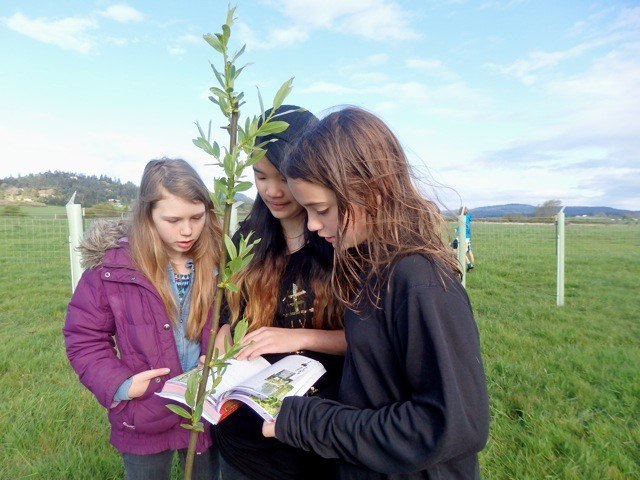 Photo submitted by the San Juan County Land BankSpring Street International School science class students looking up information regarding the newly planted willow trees in the False Bay Creek Preserve. Courtesy of the San Juan County Land Bank