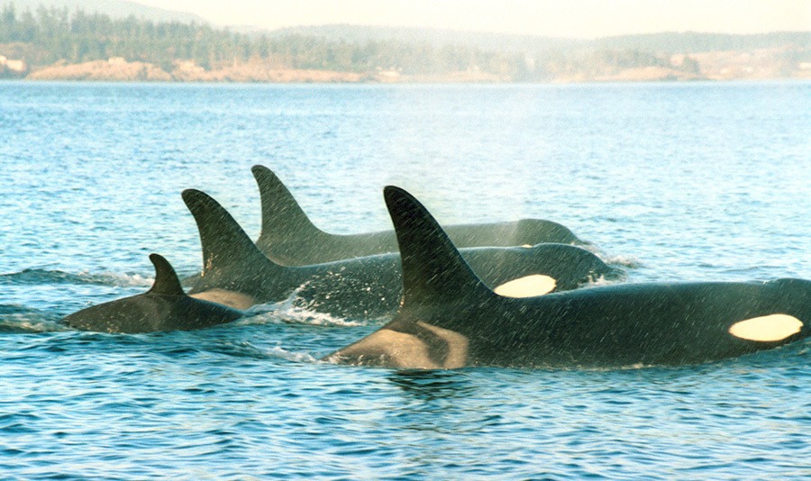 Species in the Spotlight: Southern Resident Orcas