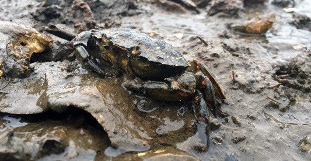 Invasive Green Crab Found on San Juan Island by Citizen Science Volunteers