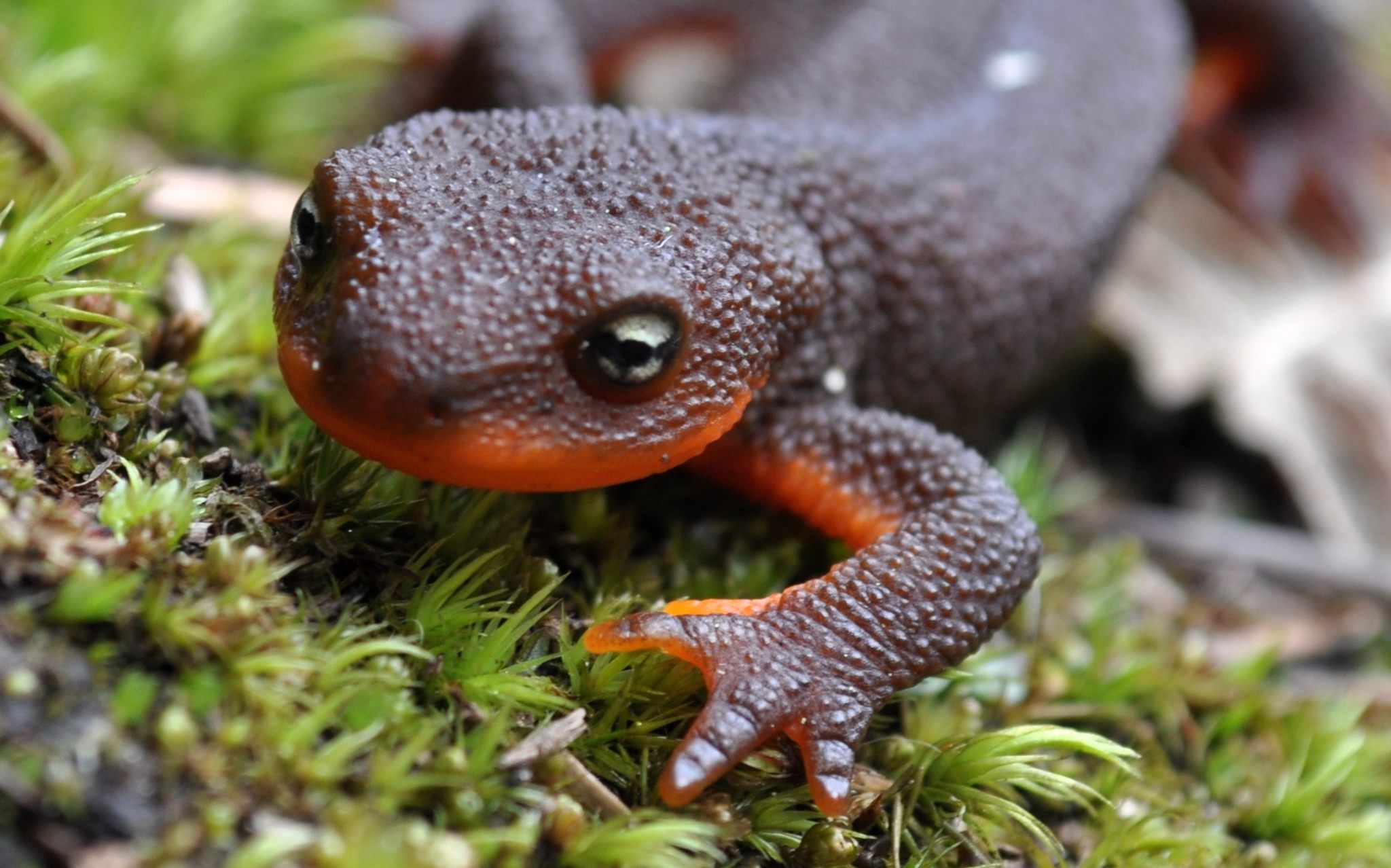 A rough-skinned newt / PAUL WEATHERFORD PHOTO