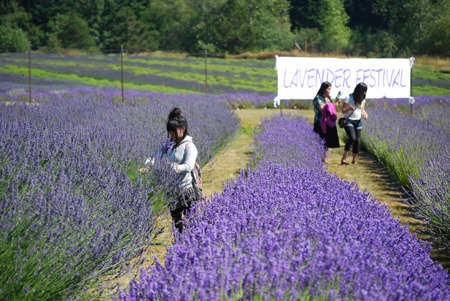The color purple dominates the landscape with rows of lavender in full bloom at Pelindaba Farm’s annual Lavender Festival.