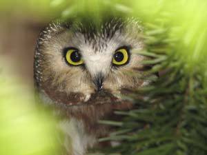 A Saw-whet Owl is one animal featured in a Wolf Hollow “kindness” card.
