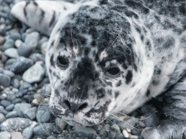 Summer is harbor seal pupping season and roughly 1